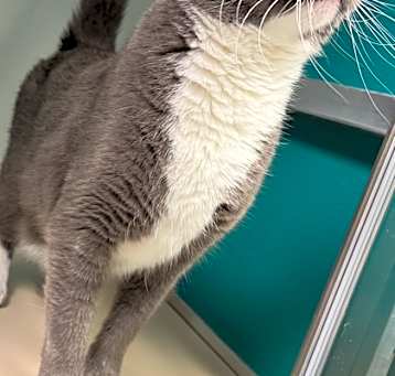 Photo of Mister Sophie