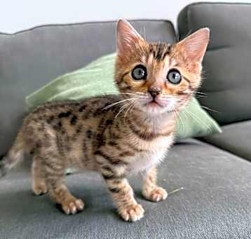 Photo of Feather Kit