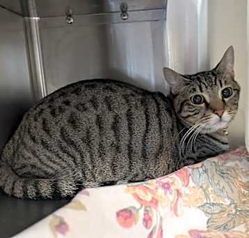 Photo of Grey