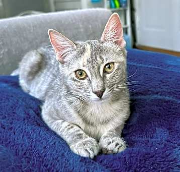 Photo of Dahlia