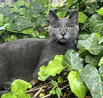 Photo of Smokee