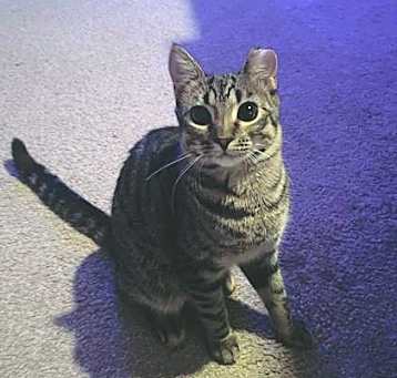 Photo of WASABI