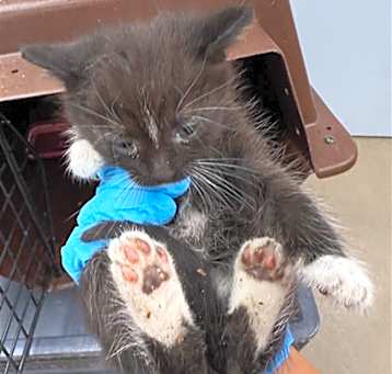 Photo of BRANDY