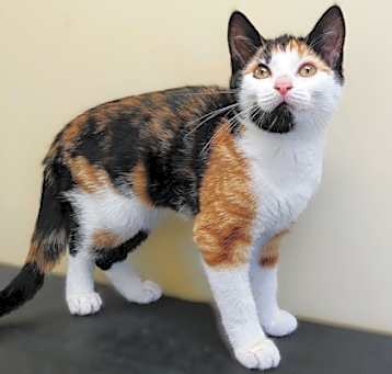 Photo of Viola