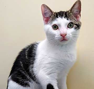 Photo of Taz