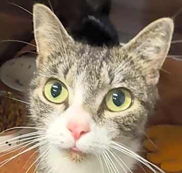 Photo of Oakley