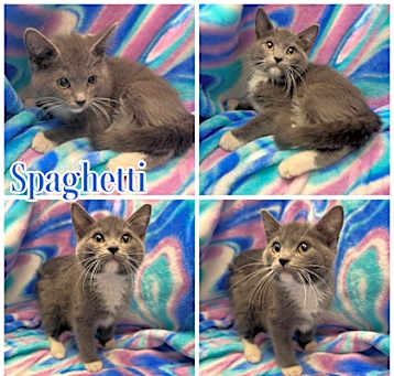 Photo of Spaghetti