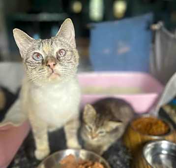 Photo of Pitufina