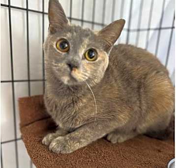 Photo of Kasha