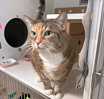 Photo of Flasha