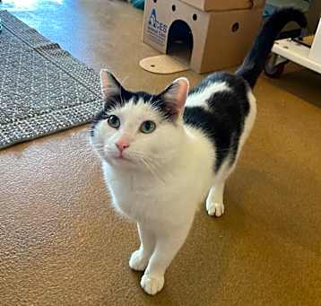 Photo of Lancelot