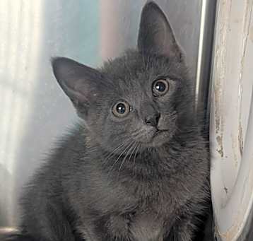 Photo of Smokey