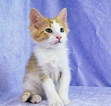 Photo of Orion