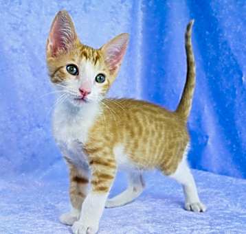Photo of Eridani