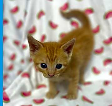 Photo of Catifornia