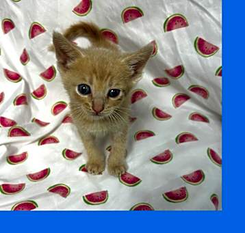 Photo of Catillac