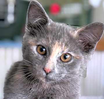 Photo of Queenie