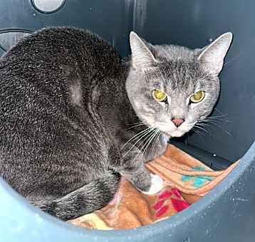 Photo of Grayson Whiskers 