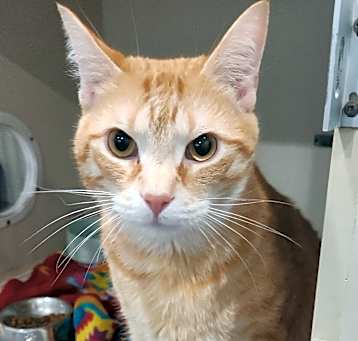 Photo of Sherlock 