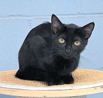 Photo of Shadow