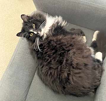 Photo of Rambler