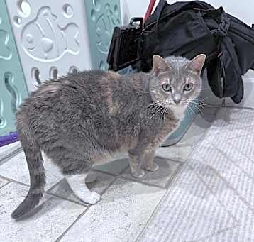 Photo of Sweetie Pie