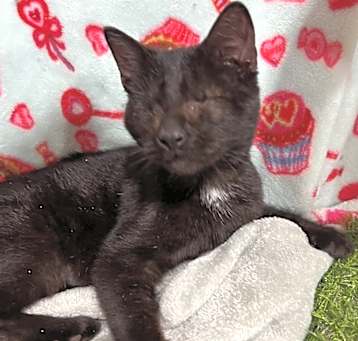 Photo of Binky