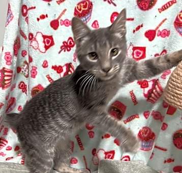 Photo of Bobbin