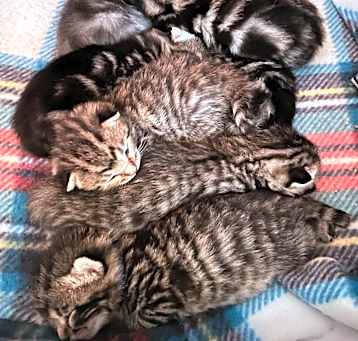Photo of Kittens!!