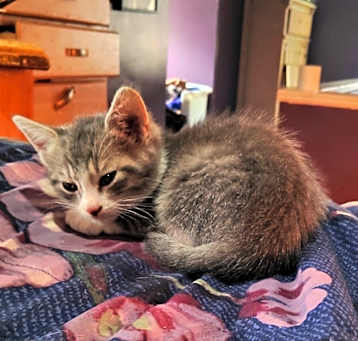 Photo of Kittens