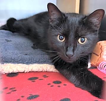 Photo of Meowgaret