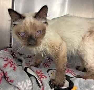 Photo of A160389