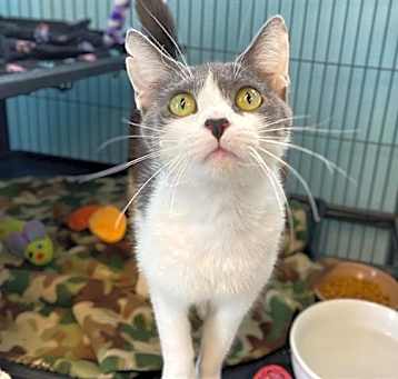 Photo of MISS WHISKERS