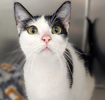 Photo of DeeDee