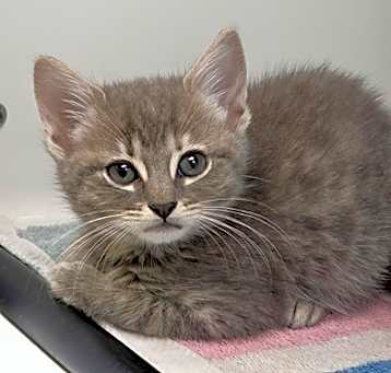 Photo of Pixel