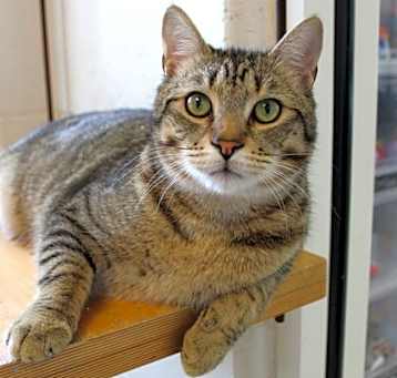 Photo of Aster
