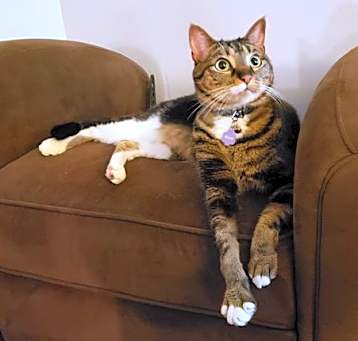 Photo of ZUZU - Offered by Owner - Senior Female