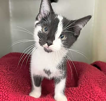 Photo of Baxter