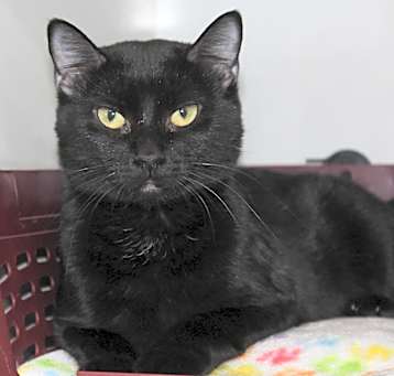 Photo of Blackie