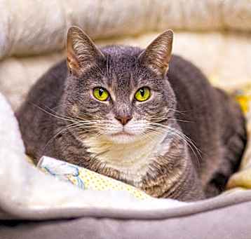 Photo of Bandit (Bonded with Smokey)