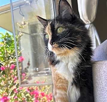 Photo of Penny