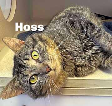 Photo of Hoss 250312