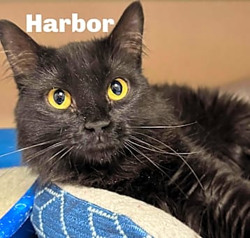 Photo of Harbor 250234