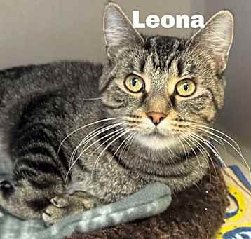 Photo of Leona 250073