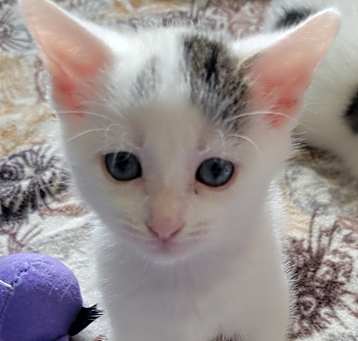 Photo of Olivekit