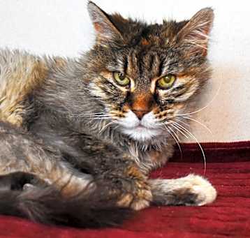 Photo of Sarabi