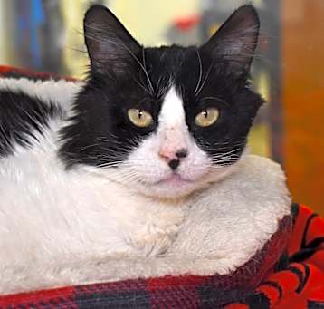 Photo of Peluche