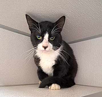 Photo of Sylvester