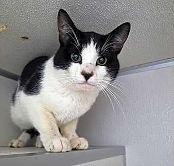Photo of Oreo