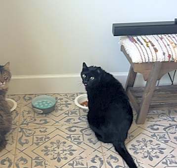 Photo of Misty and Momo